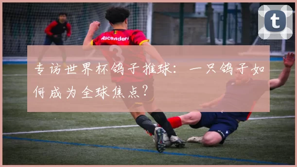 专访世界杯鸽子推球:一只鸽子如何成为全球焦点?